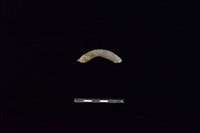 藏品(陶把)的圖片